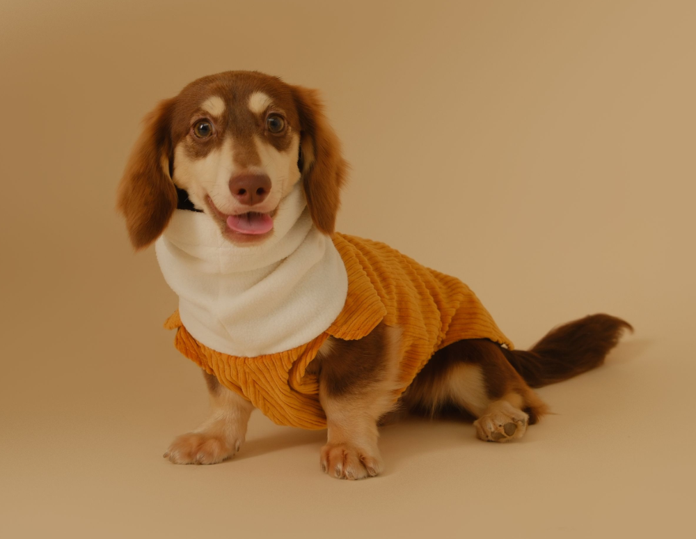 Long haired mini dachshund shedding best sale