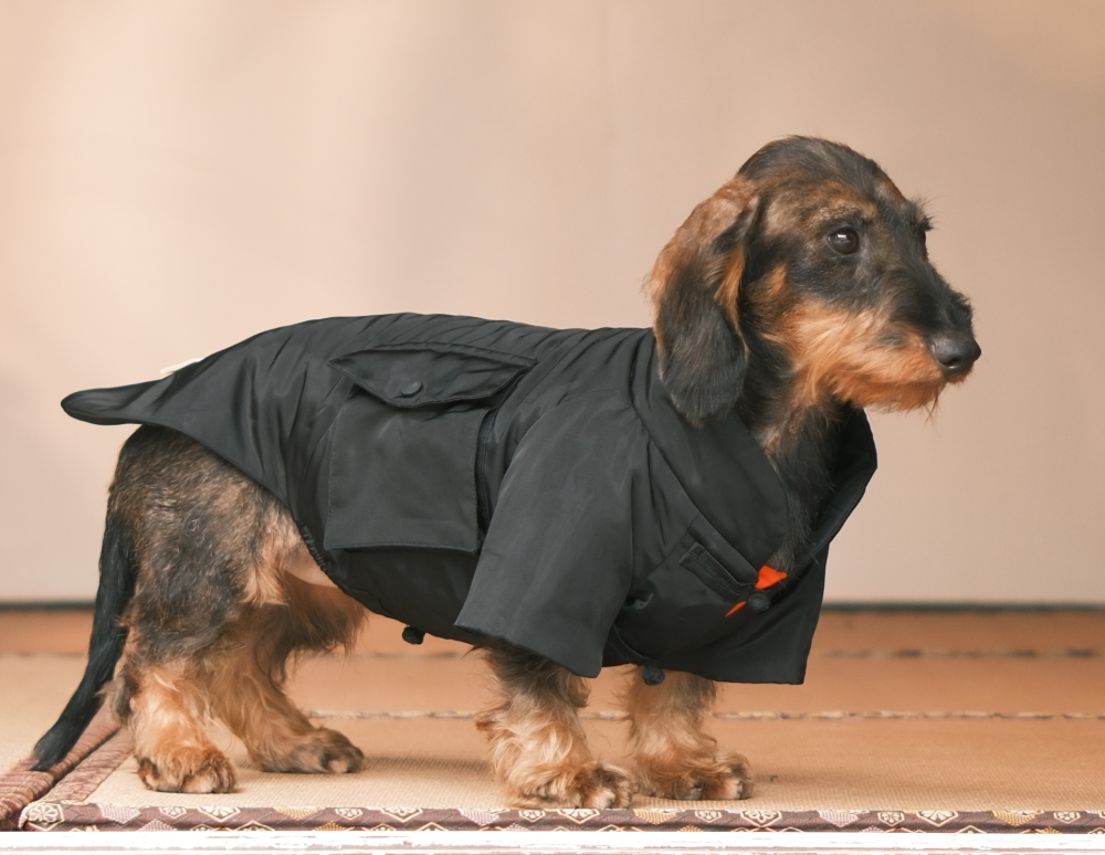 Do You Know Wirehaired Dachshunds Need Plucking?