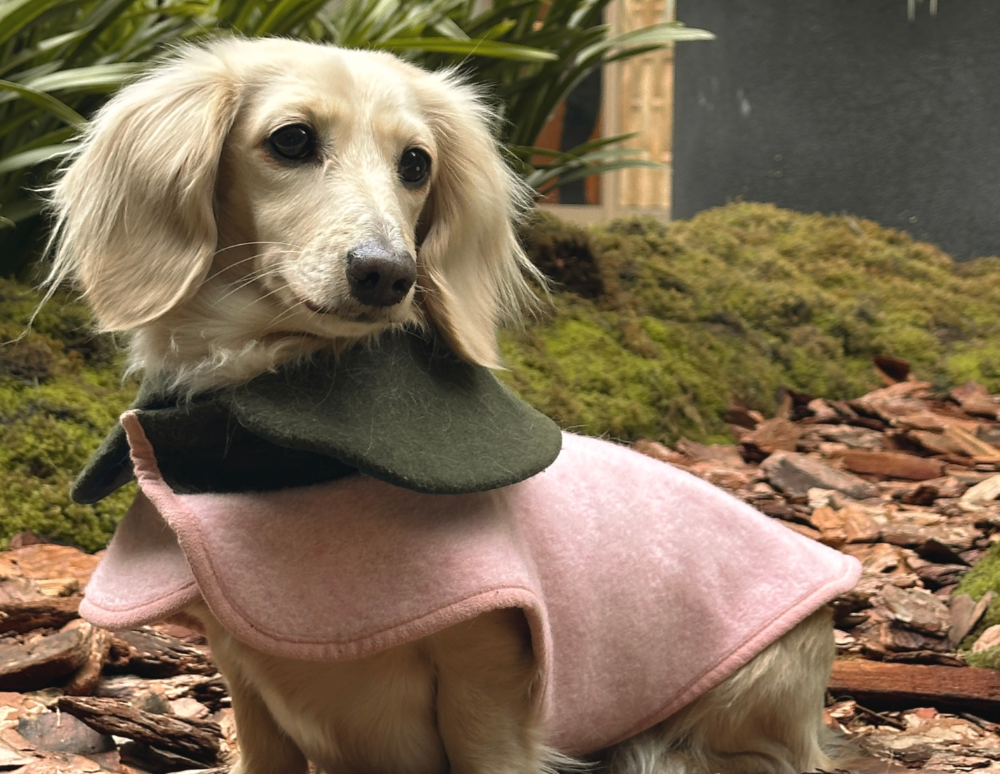 The History of the English Cream Dachshund