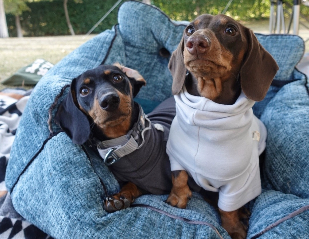 Why Dachshunds Are Considered The Worst Breed?