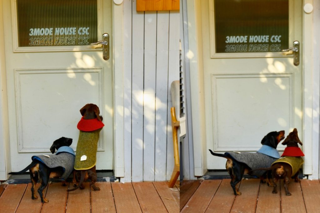 Dachshund's Exquisite Urban Stroll - Chang