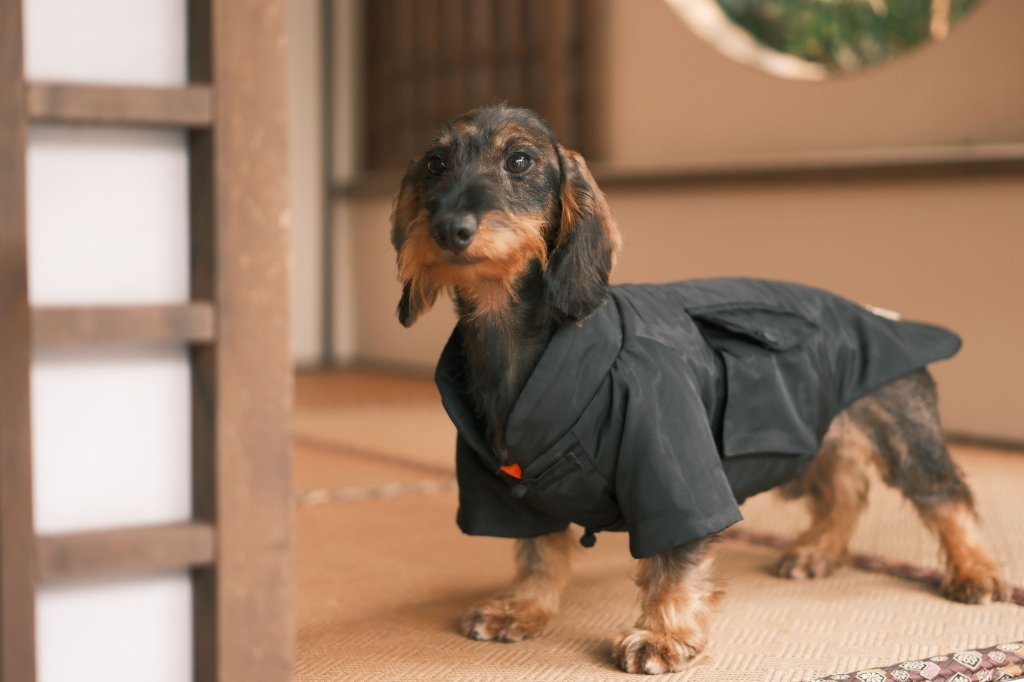 "Kung Fu“ Dachshund from China - Chang