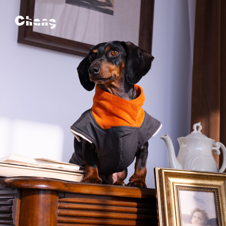 "MAPLE HILL" Outdoor Hoodie | Dachshund Hoodie | Chang 2025AW Dachshund Clothes