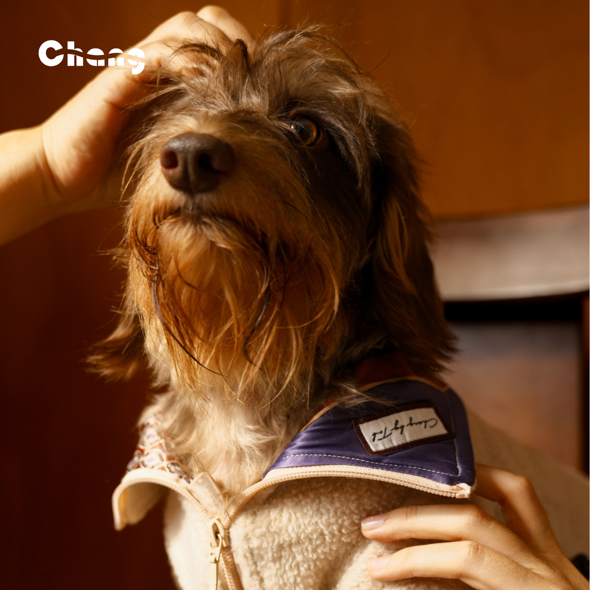 The Odyssey | Dachshund Hoodie