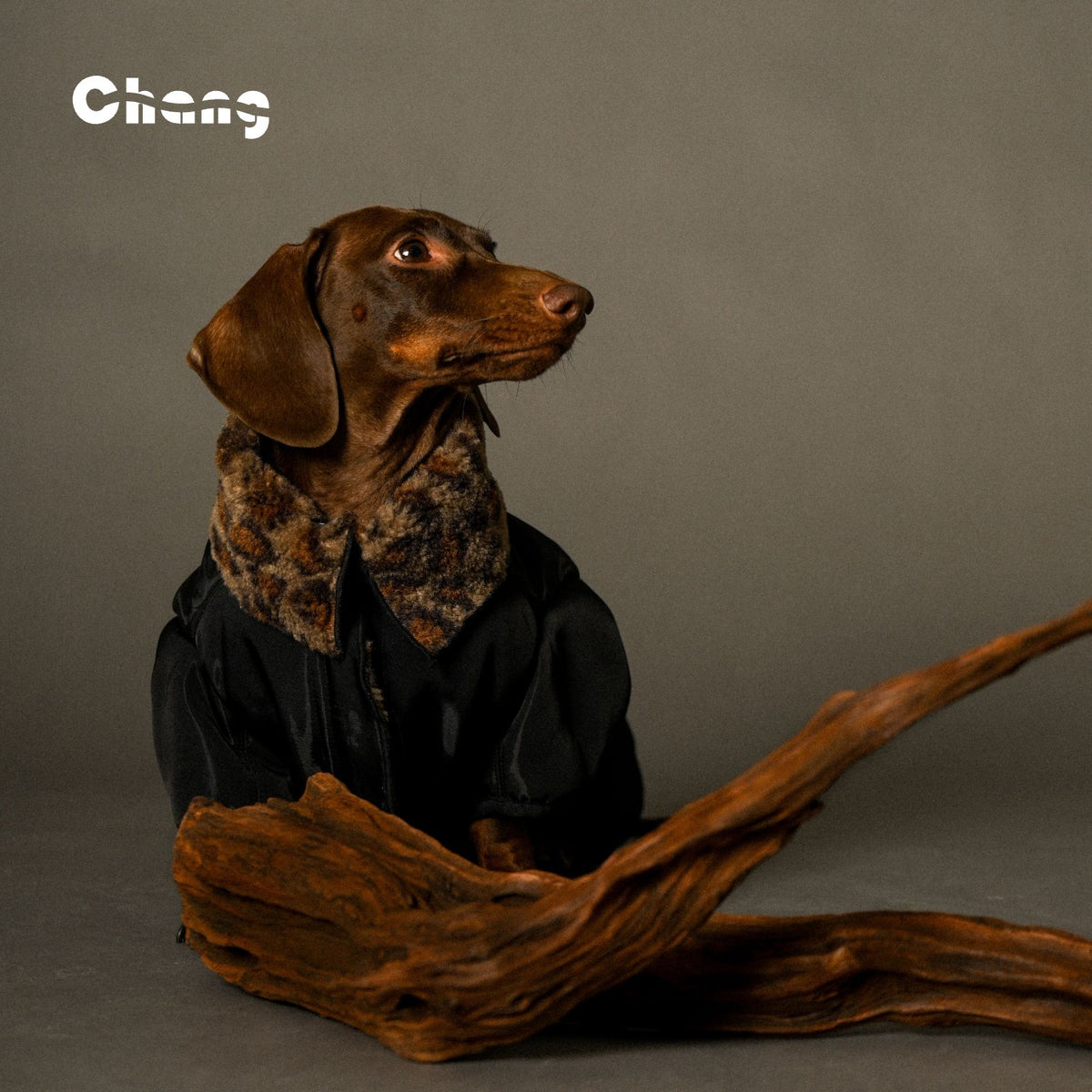 Jungle Hunter | Dachshund COAT | Chang 2024AW