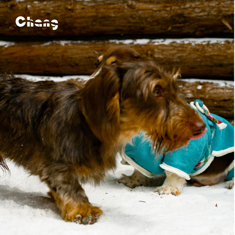 CLOUD HUNTER COAT | Dachshund Coat | Chang 2024AW