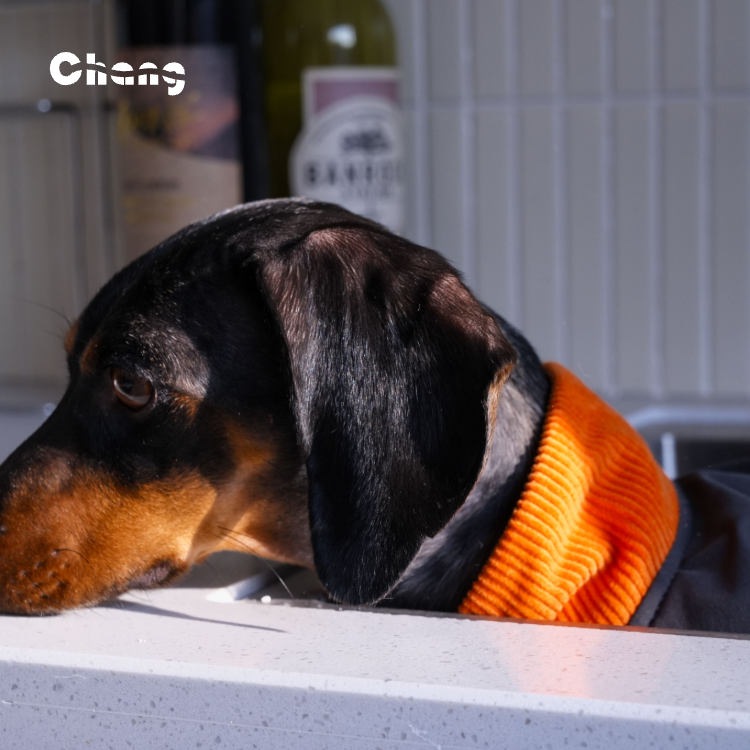 "MAPLE HILL" Outdoor Hoodie | Dachshund Hoodie | Chang 2025AW Dachshund Clothes