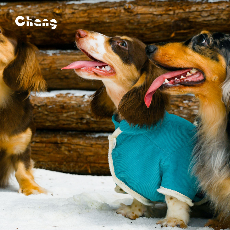 CLOUD HUNTER COAT | Dachshund Coat | Chang 2024AW
