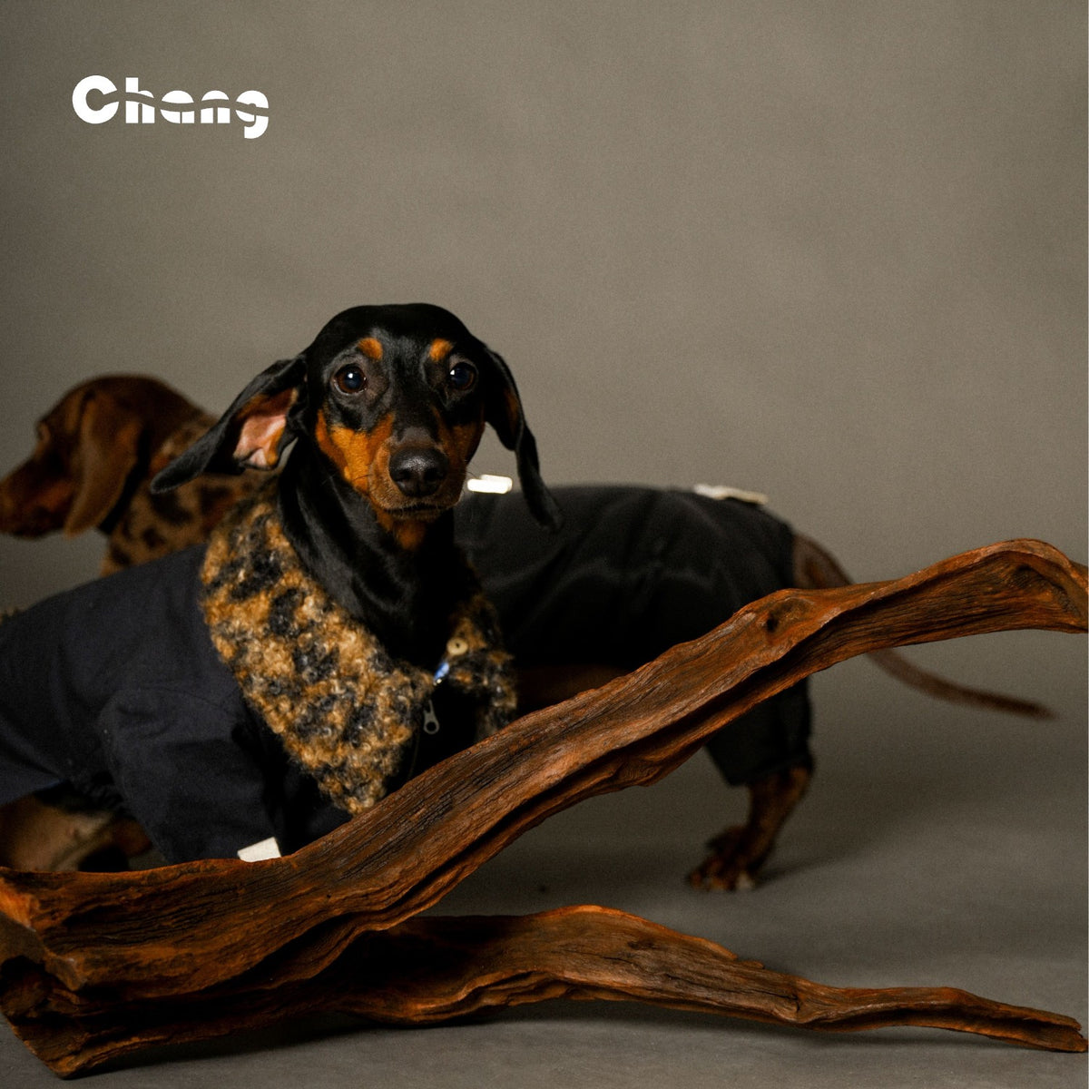 Jungle Hunter | Dachshund COAT | Chang 2024AW