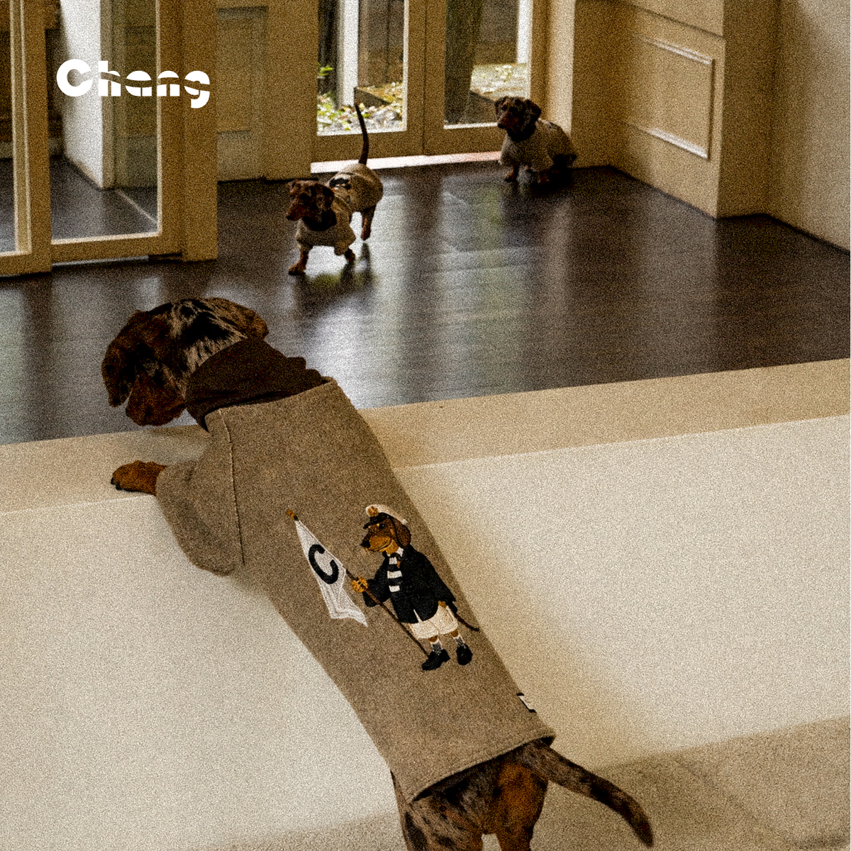 THE JIA BAOYU | Dachshund KINT