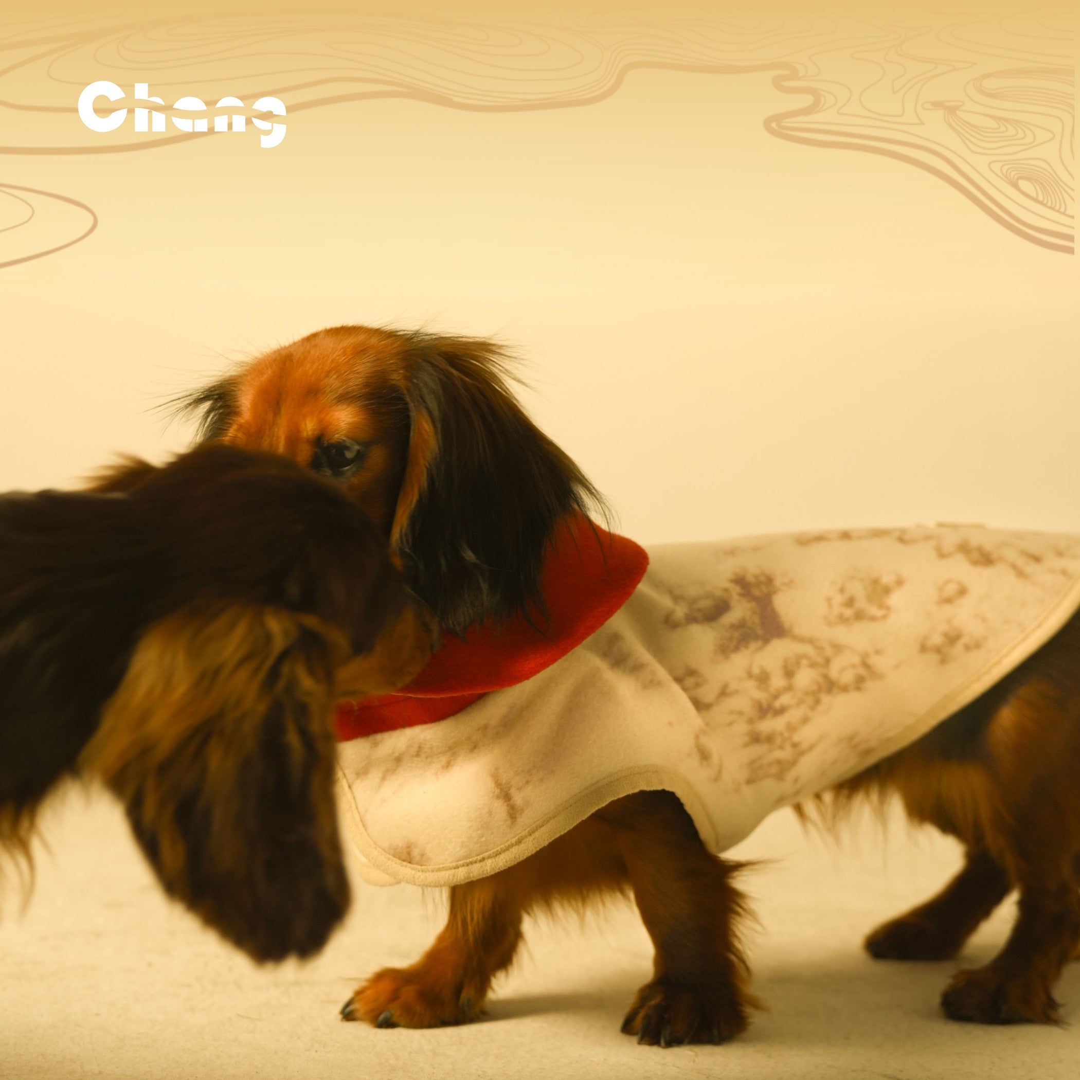 Dachshund-coat-greenhouse-floral-wool-coat-the-rising-sun