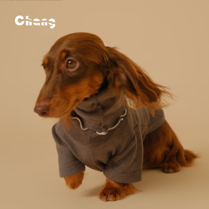 Dachshund wearing clothes hotsell