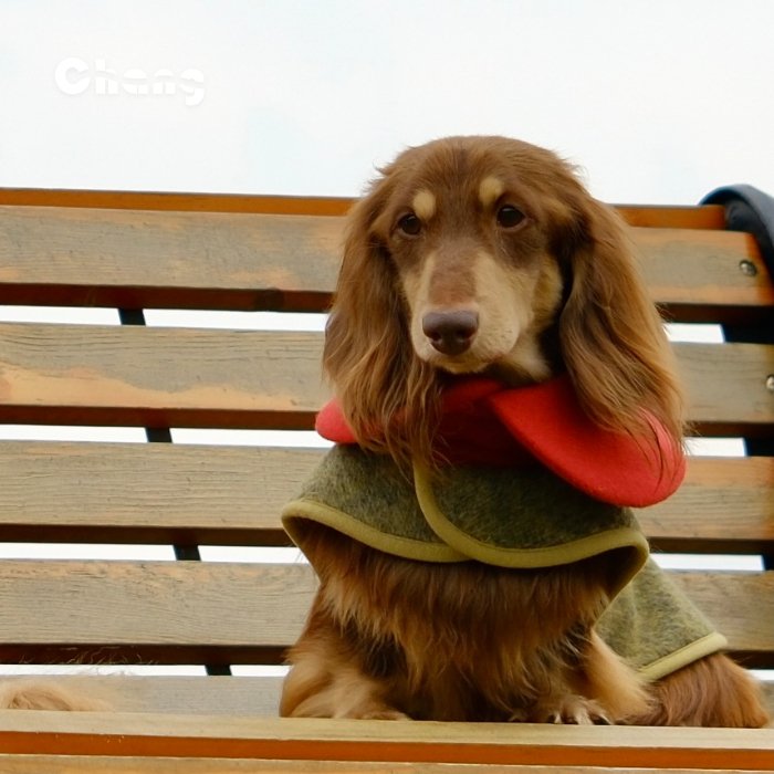 Dachshund Coat | GREENHOUSE FLORAL WOOL COAT - Chang