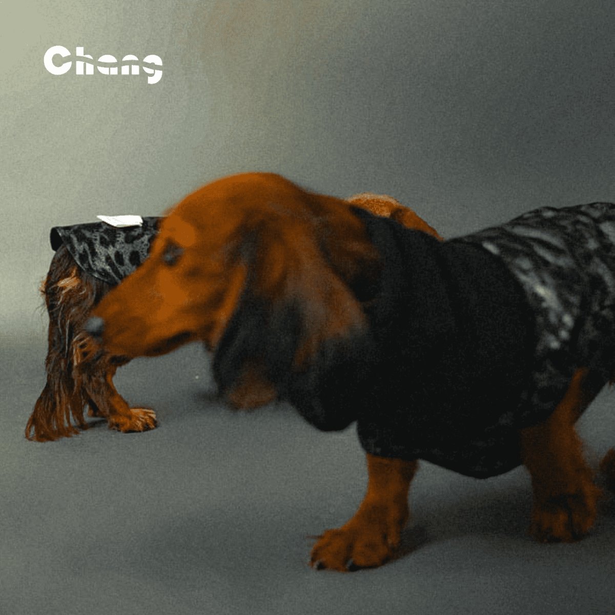 Dachshund Hoodie | OUTDOOR WORKWEAR HOODIE-JUNGLE DANCEFLOOR - Chang
