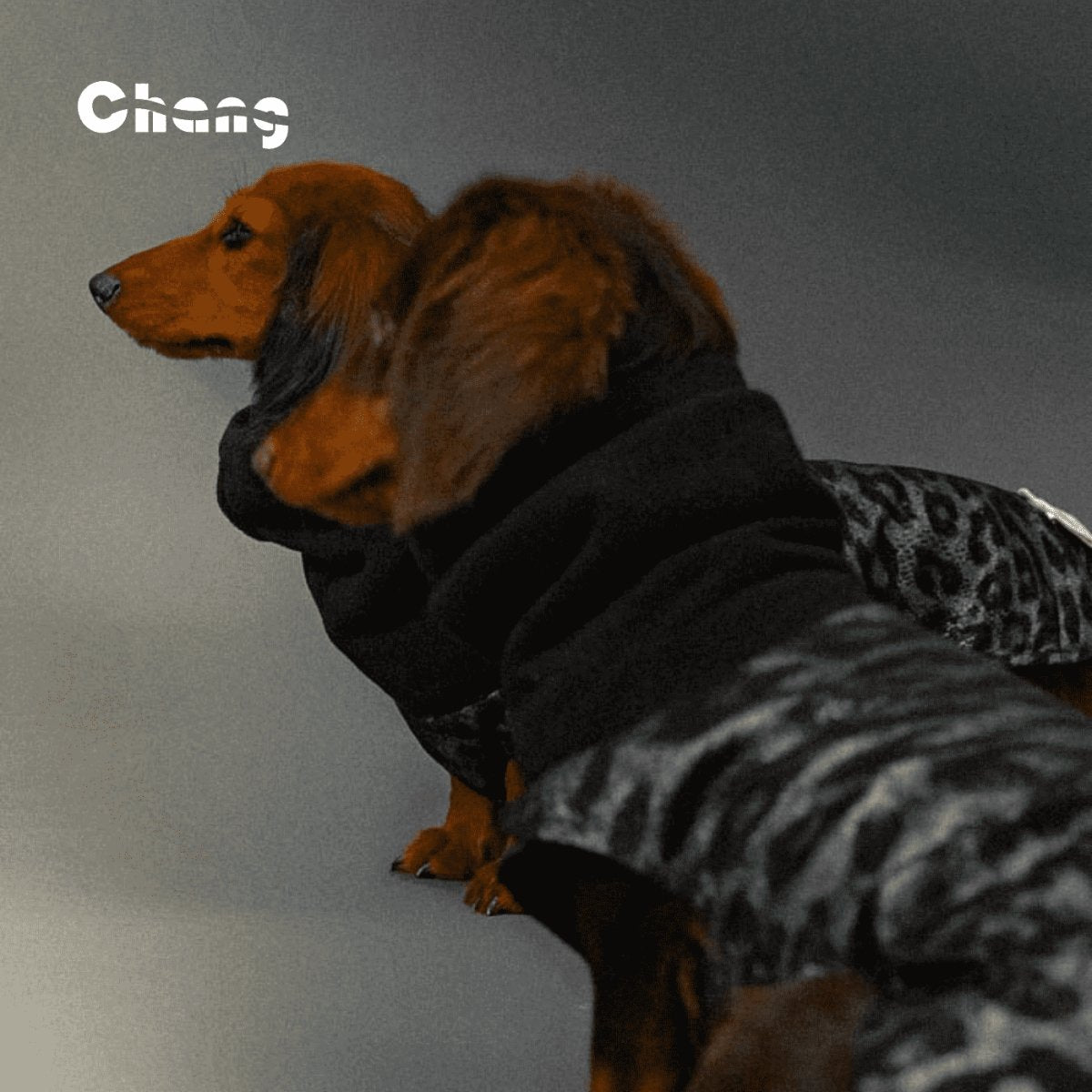 Dachshund Hoodie | OUTDOOR WORKWEAR HOODIE-JUNGLE DANCEFLOOR - Chang