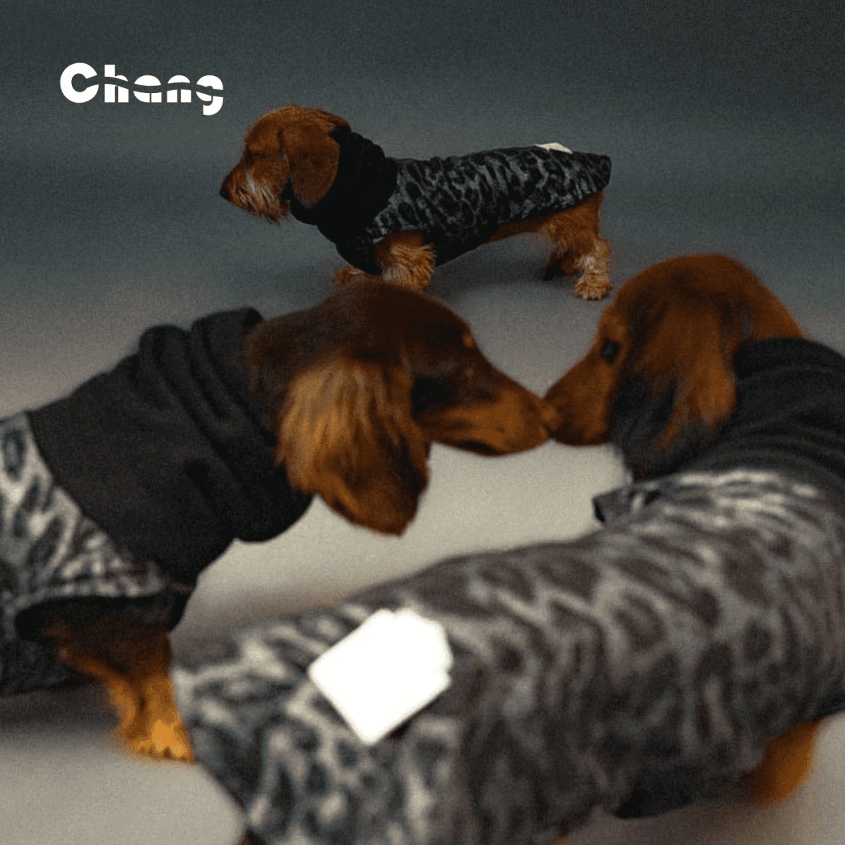 Dachshund Hoodie | OUTDOOR WORKWEAR HOODIE-JUNGLE DANCEFLOOR - Chang