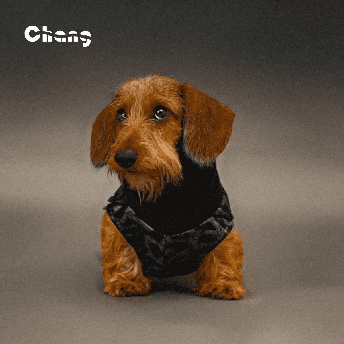 Dachshund Clothes  Hoodie -OUTDOOR WORKWEAR HOODIE-JUNGLE DANCEFLOOR - Chang