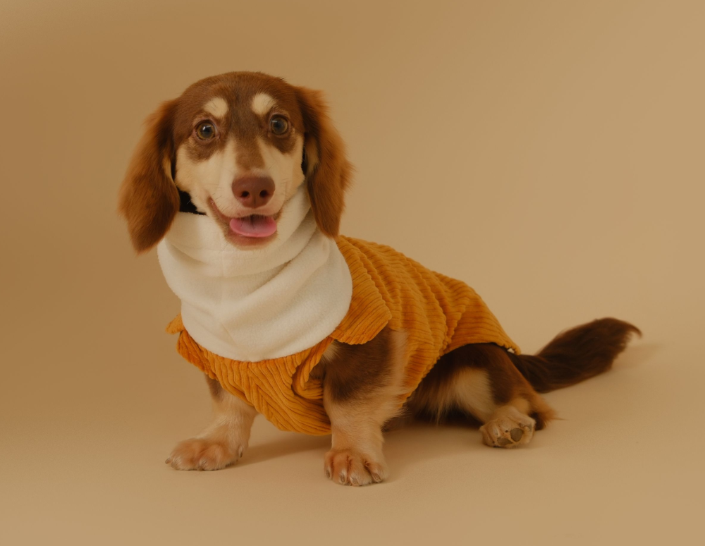 Do Long-haired Dachshunds Shed? - Chang Dog