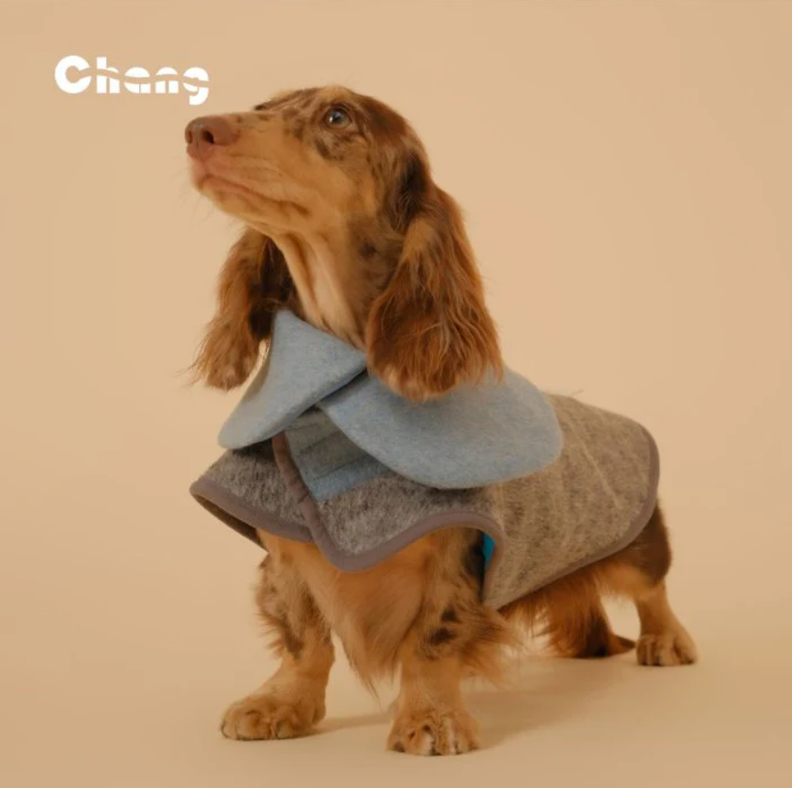 Australian Winter Chill: What Clothes Does Your Dachshund Puppy Need?