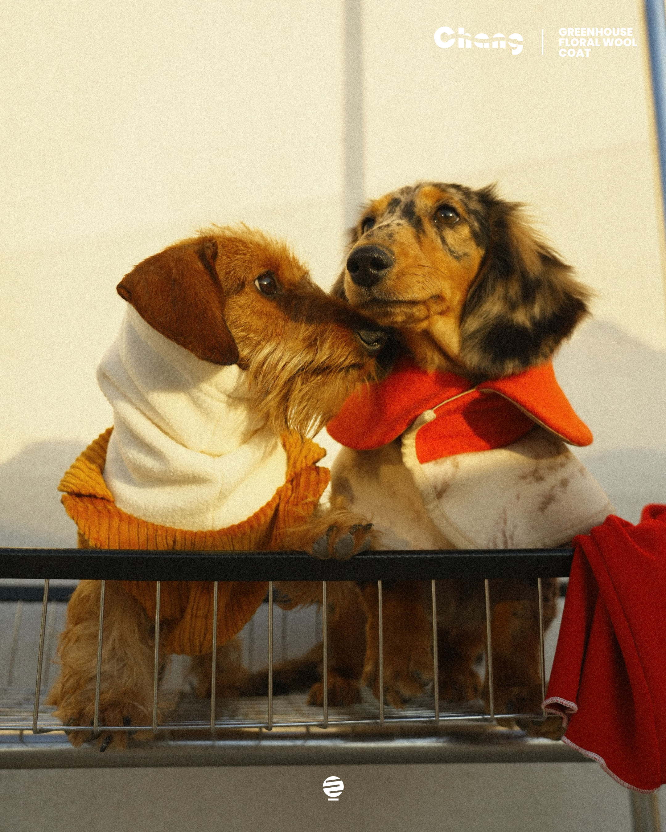Australian Winter Chill: What Clothes Does Your Dachshund Puppy Need?
