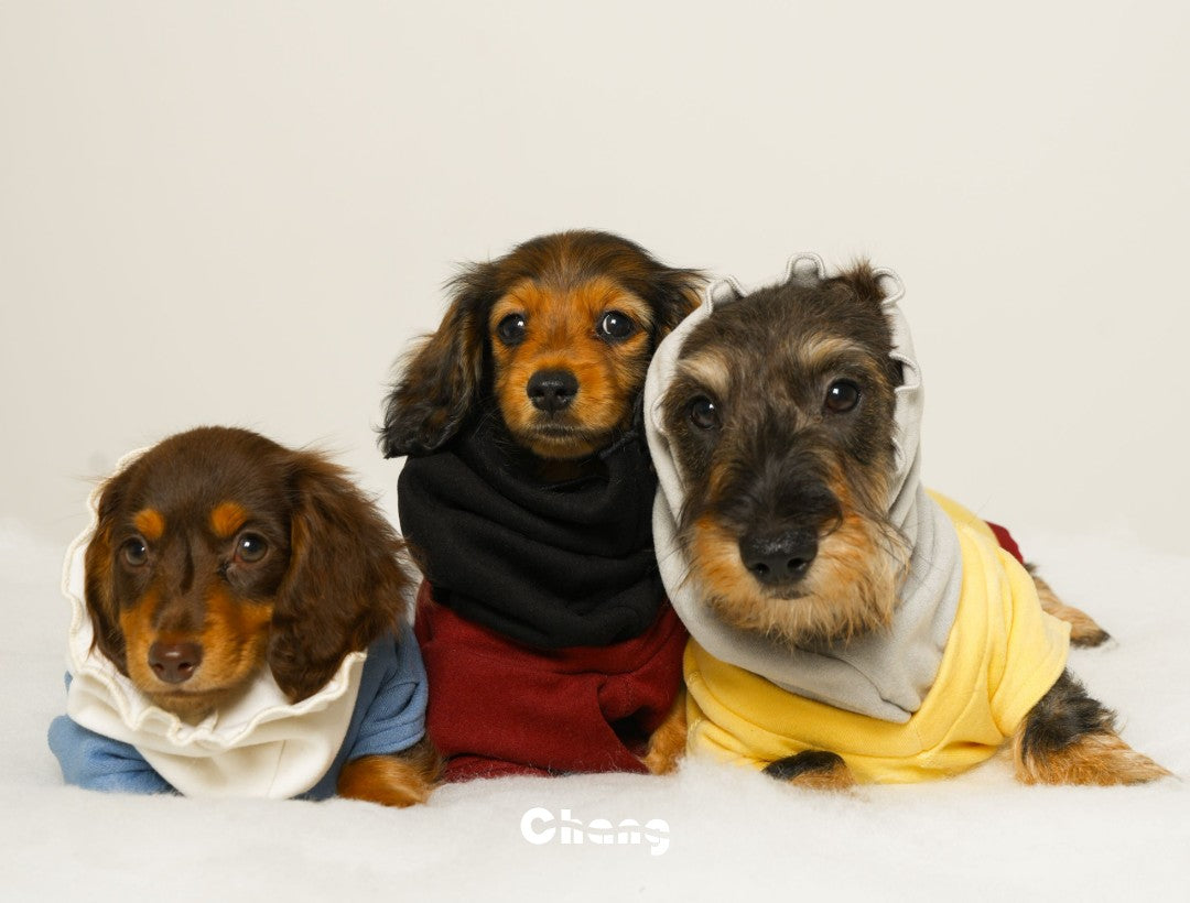 The Guide to Dachshunds: Exploring the Popular Breed and the Importance of Dachshund Clothes