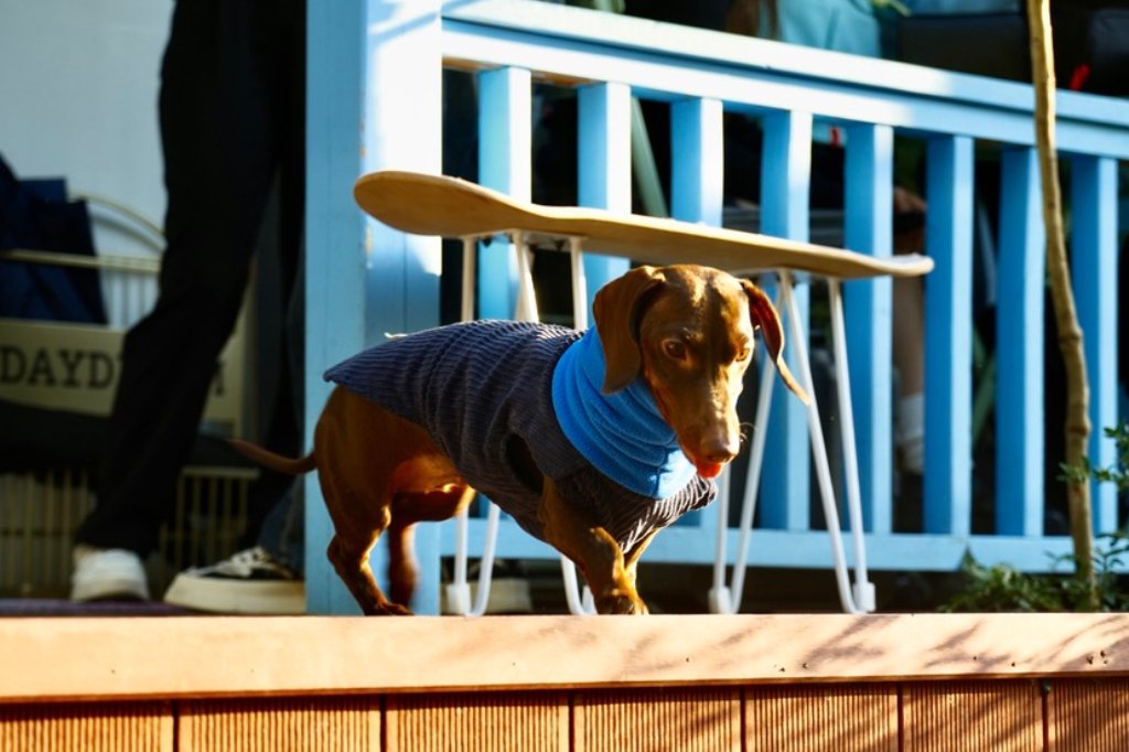 Dachshund's Outdoor Workwear - Chang