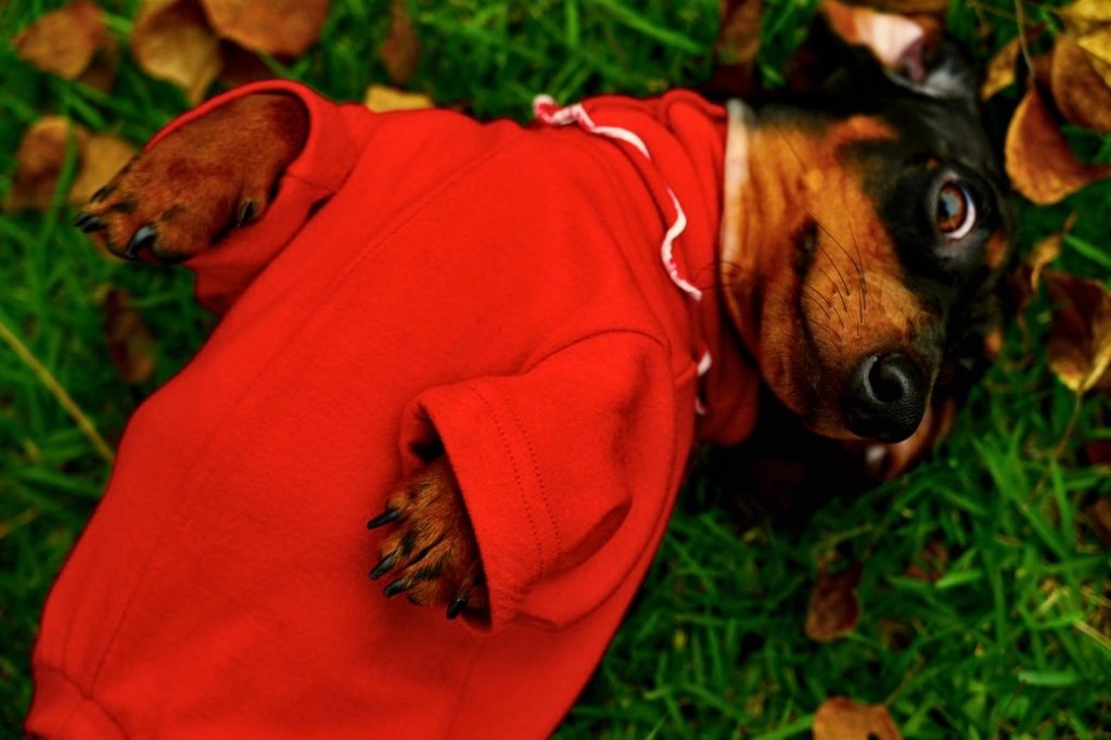 What kind of base layer can become the second skin of a Dachshund? - Chang