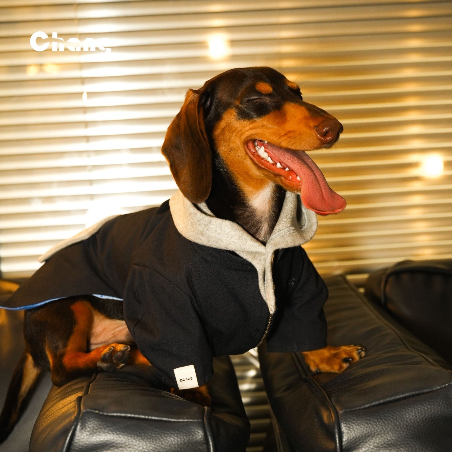 Narrative Jacket | Jacket for Dachshund | Chang 2024AW