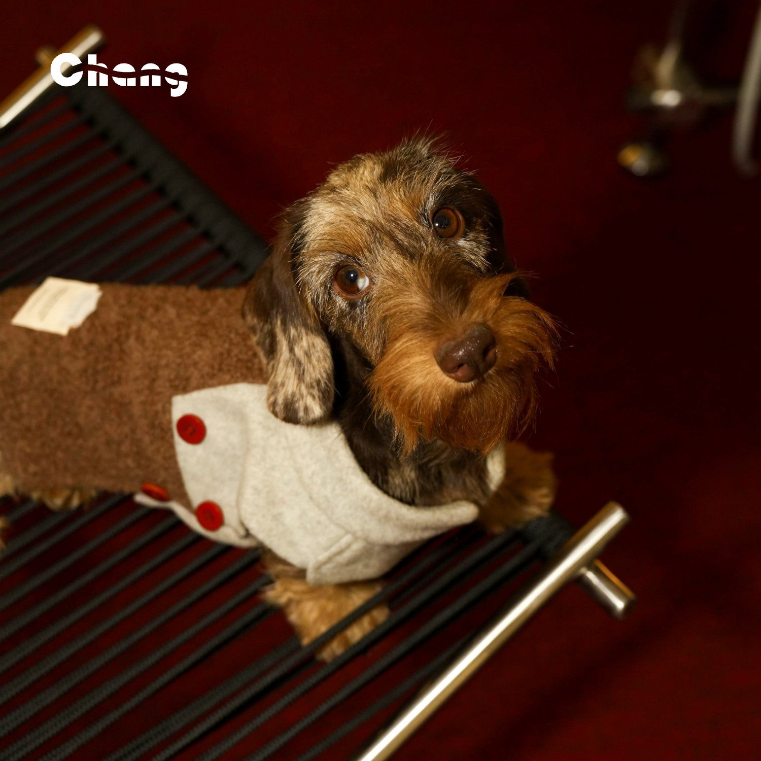 Professor's Vest  | Dachshund Vest | Chang 2024AW