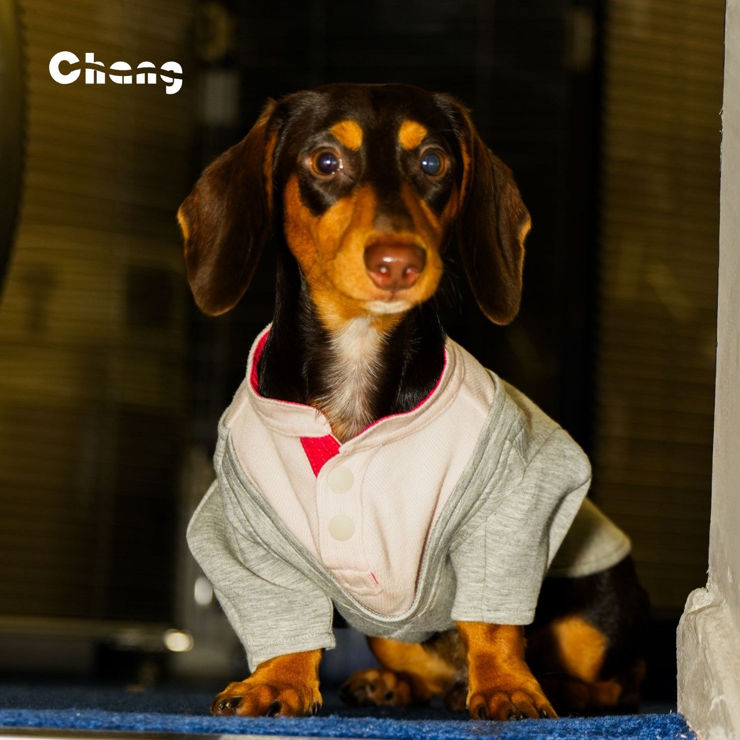 TENNIS YOUTH Hoodie | Dachshund Hoodie | Chang 2024AW