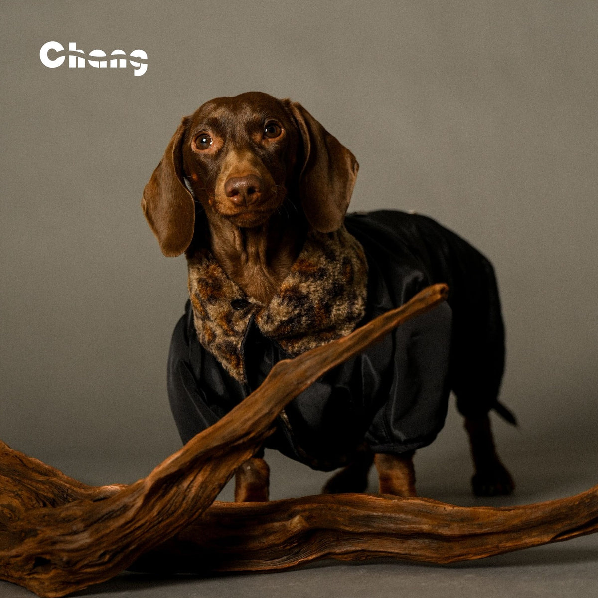 Jungle Hunter | Dachshund COAT | Chang 2024AW