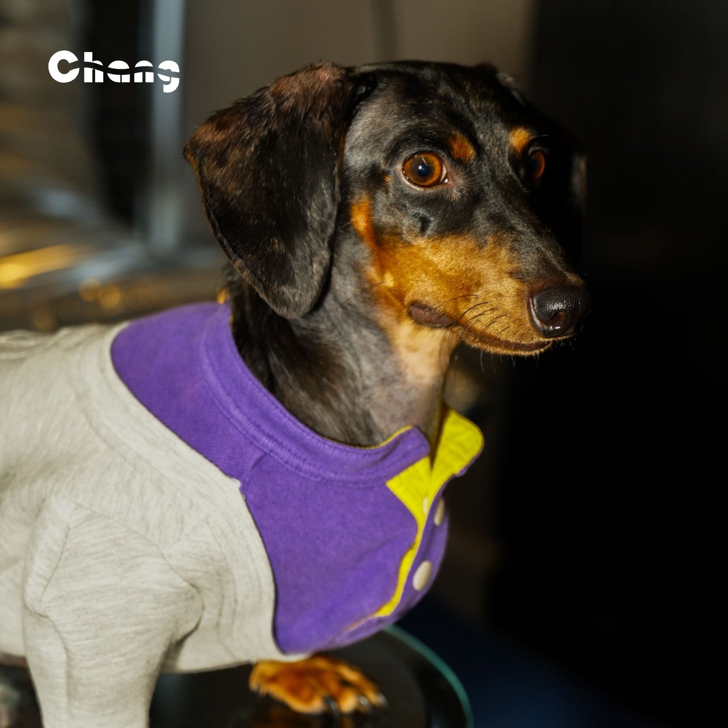 TENNIS YOUTH Hoodie | Dachshund Hoodie | Chang 2024AW