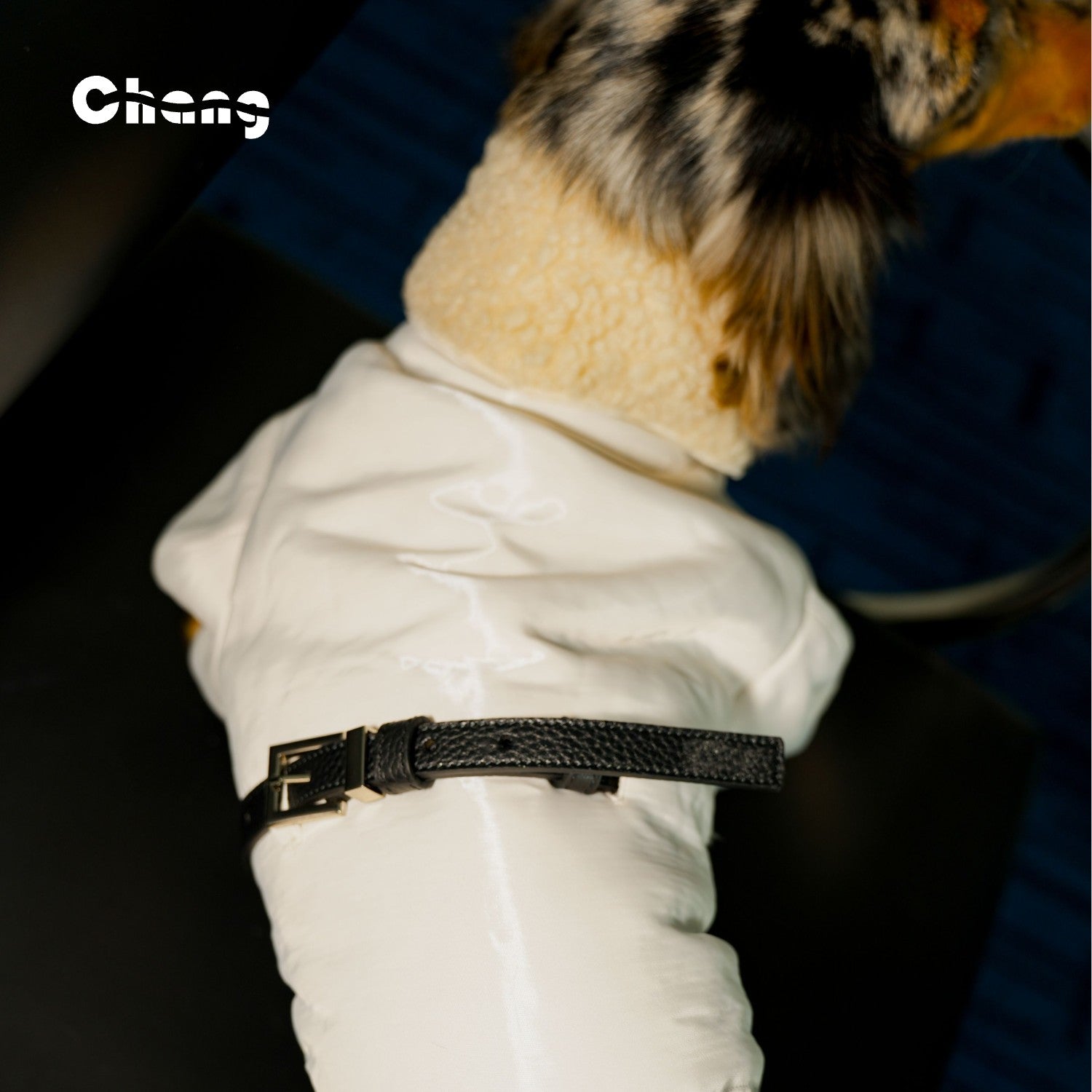 SNOW HUNTER COAT | Dachshund Coat | Chang 2024AW