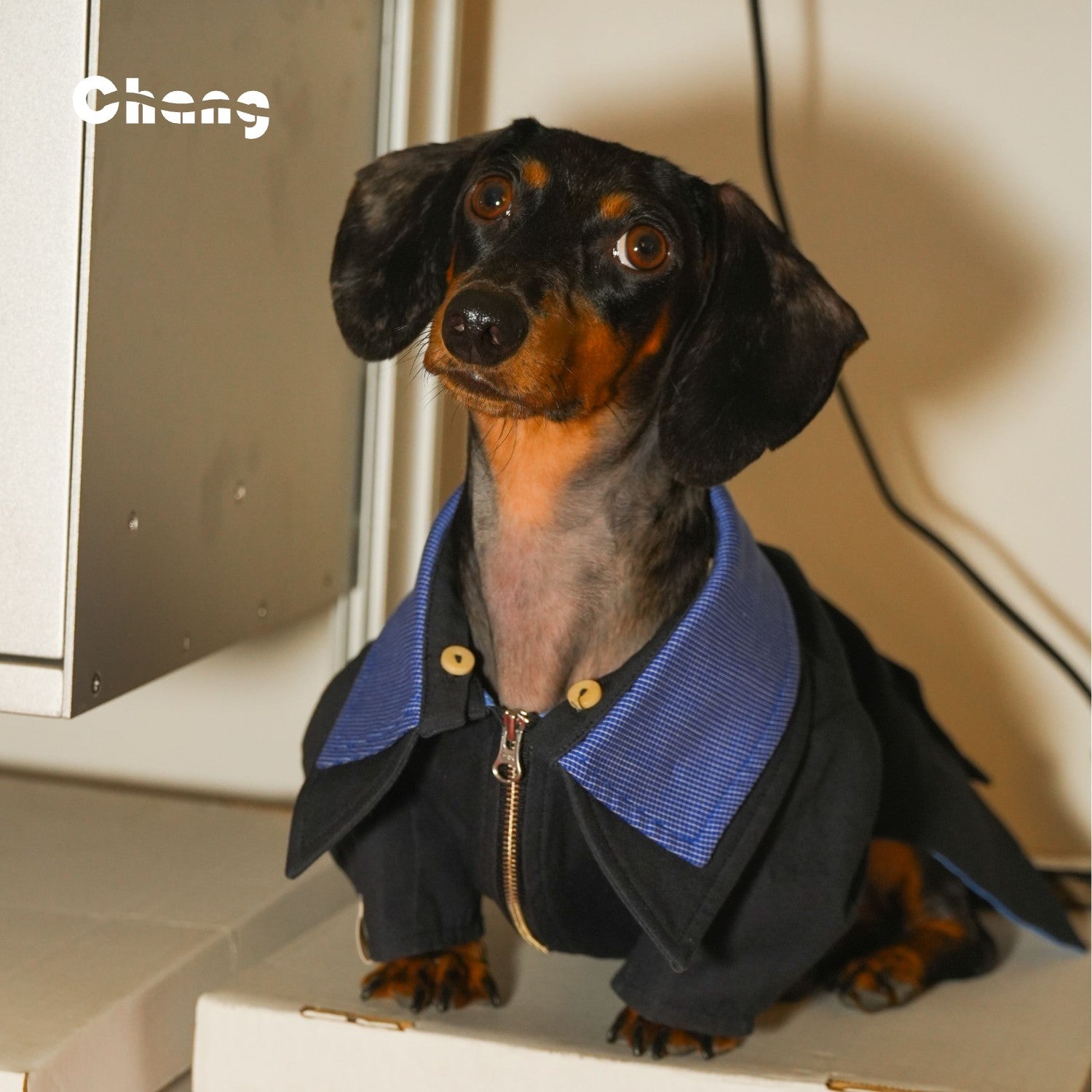 Narrative Jacket | Jacket for Dachshund | Chang 2024AW