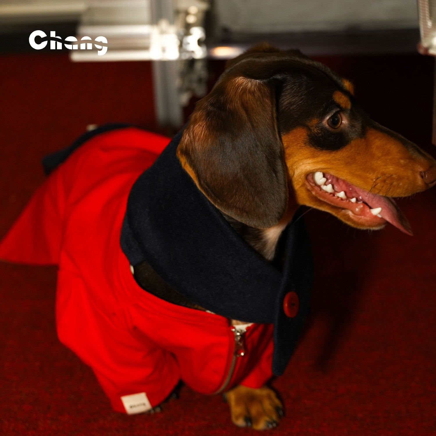 Champion Jacket |  Dachshund Jacket | Chang 2024AW