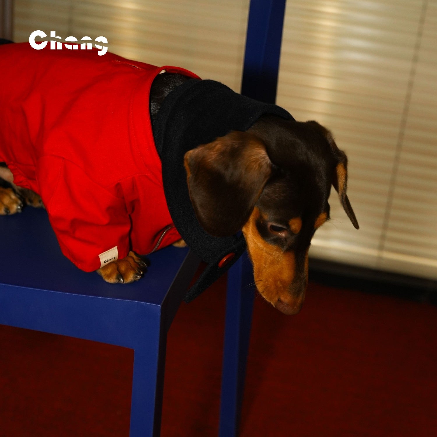 Champion Jacket |  Dachshund Jacket | Chang 2024AW