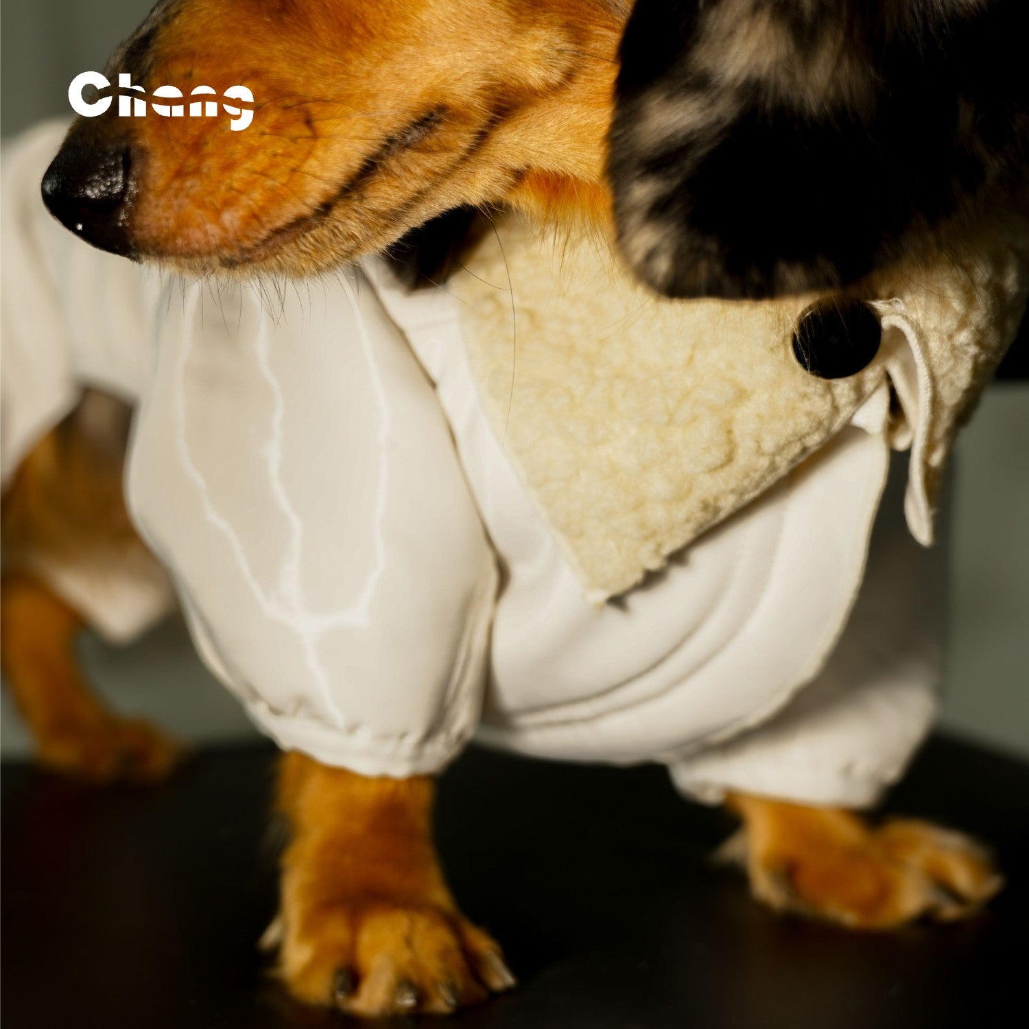 SNOW HUNTER COAT | Dachshund Coat | Chang 2024AW