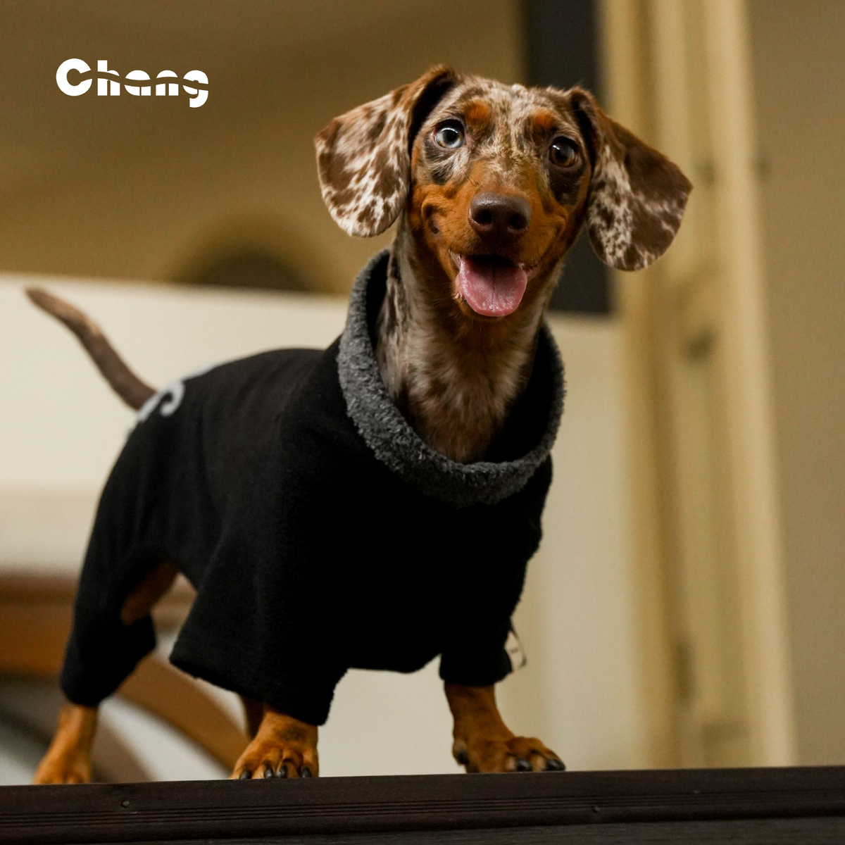 Silk Hand | Dachshund Base Layer