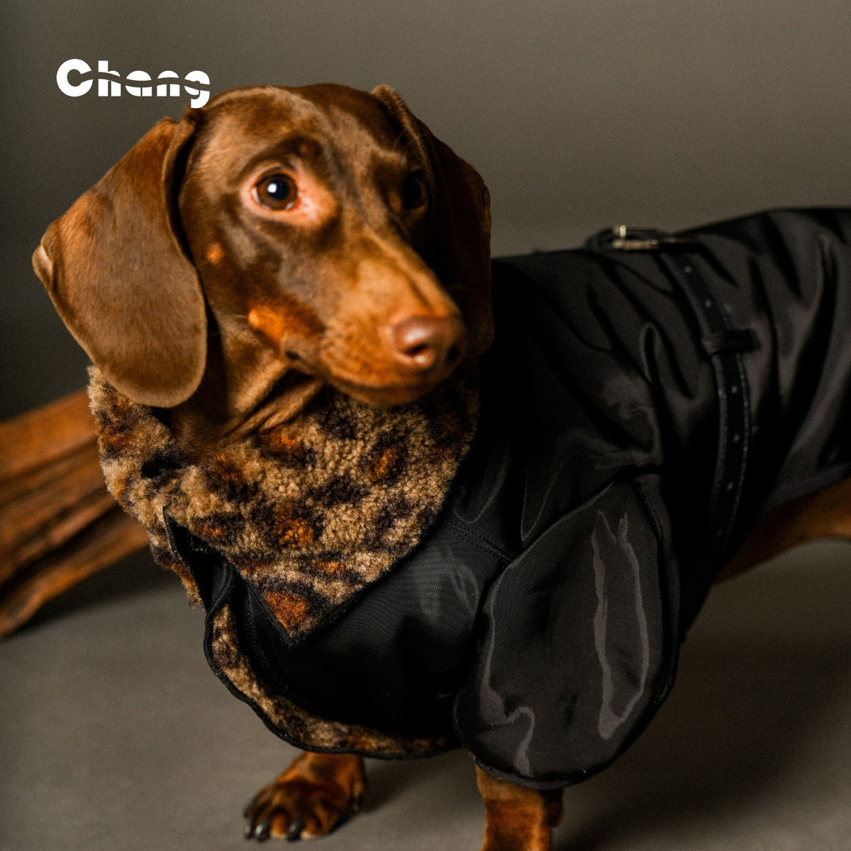 Jungle Hunter | Dachshund COAT | Chang 2024AW