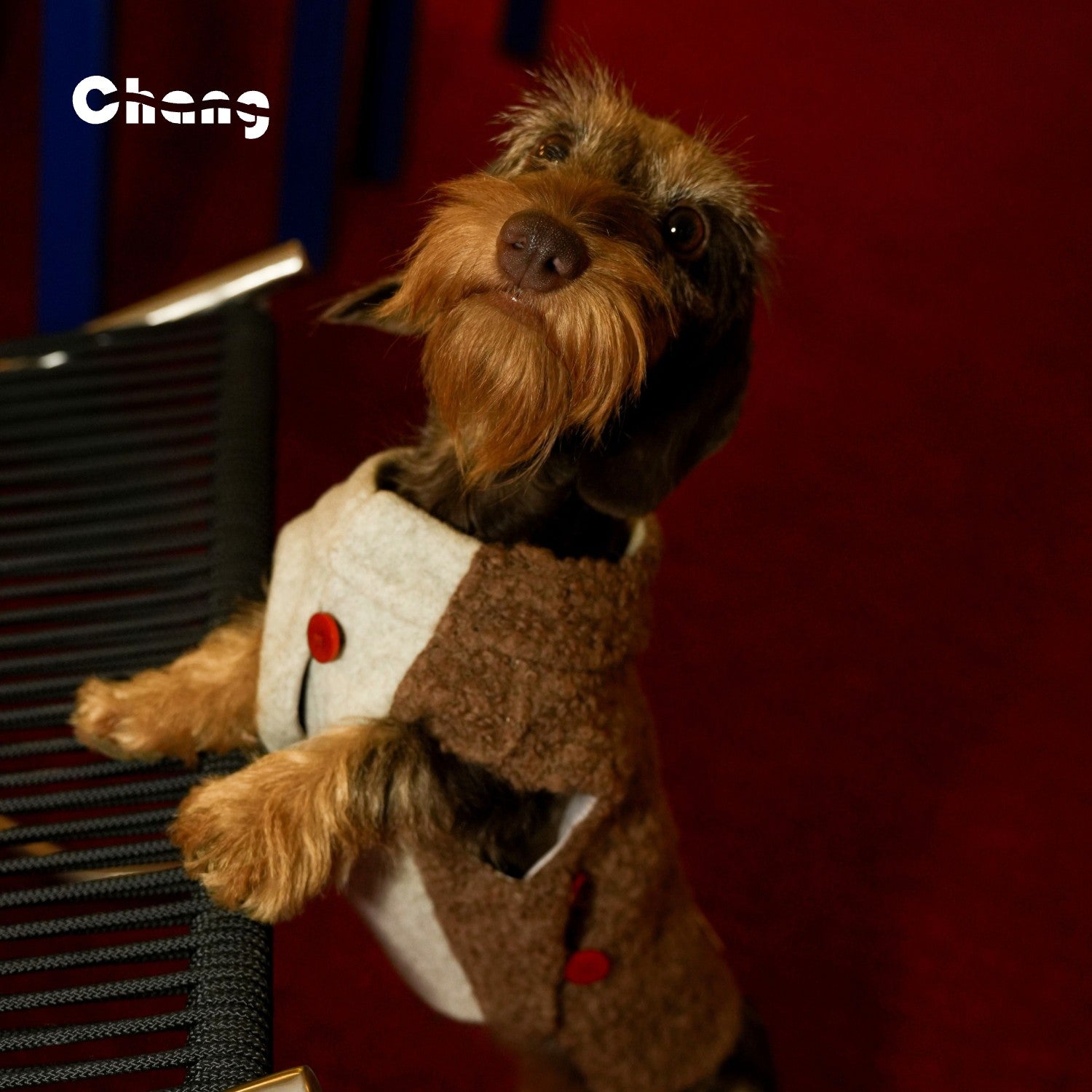 Professor's Vest  | Dachshund Vest | Chang 2024AW