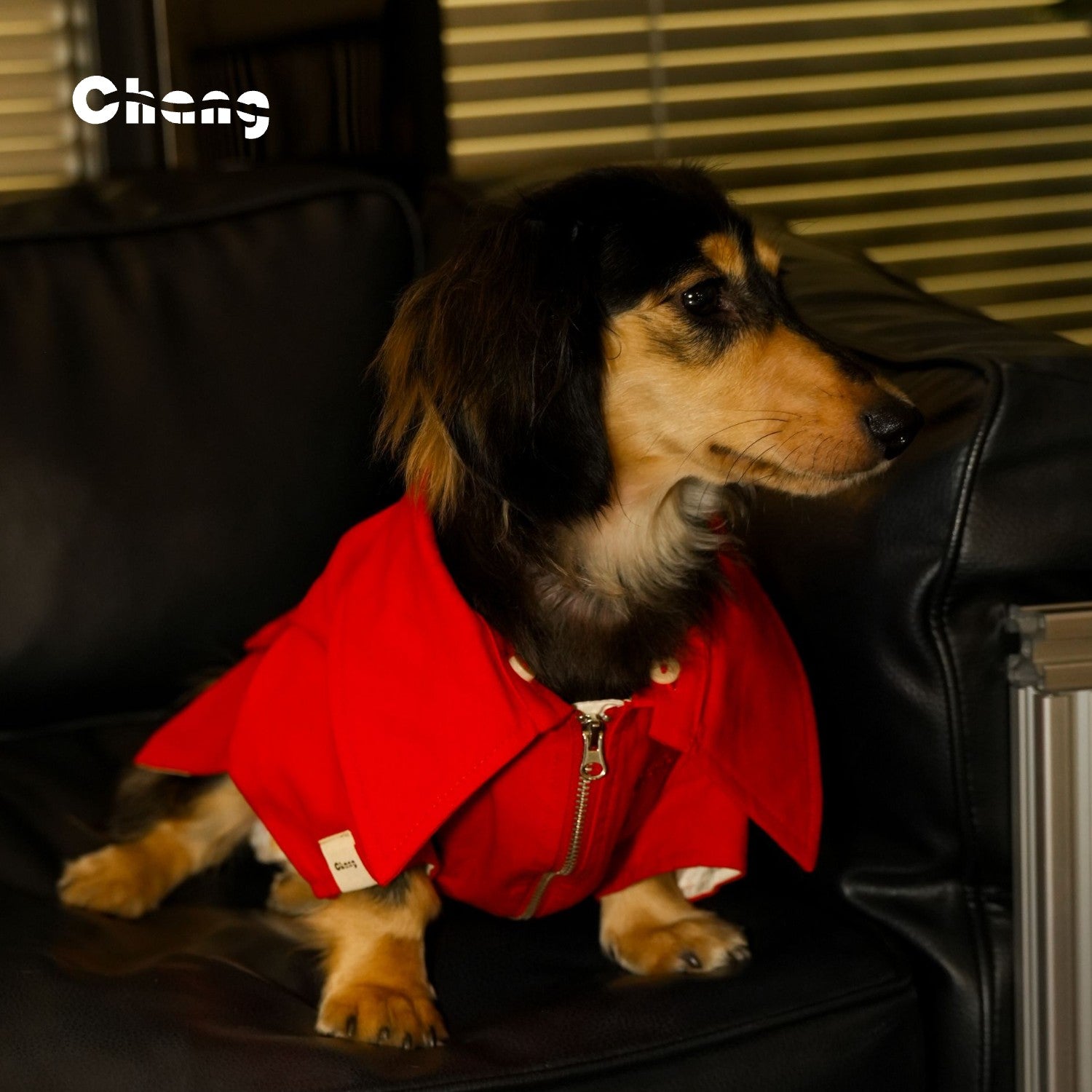 Champion Jacket |  Dachshund Jacket | Chang 2024AW