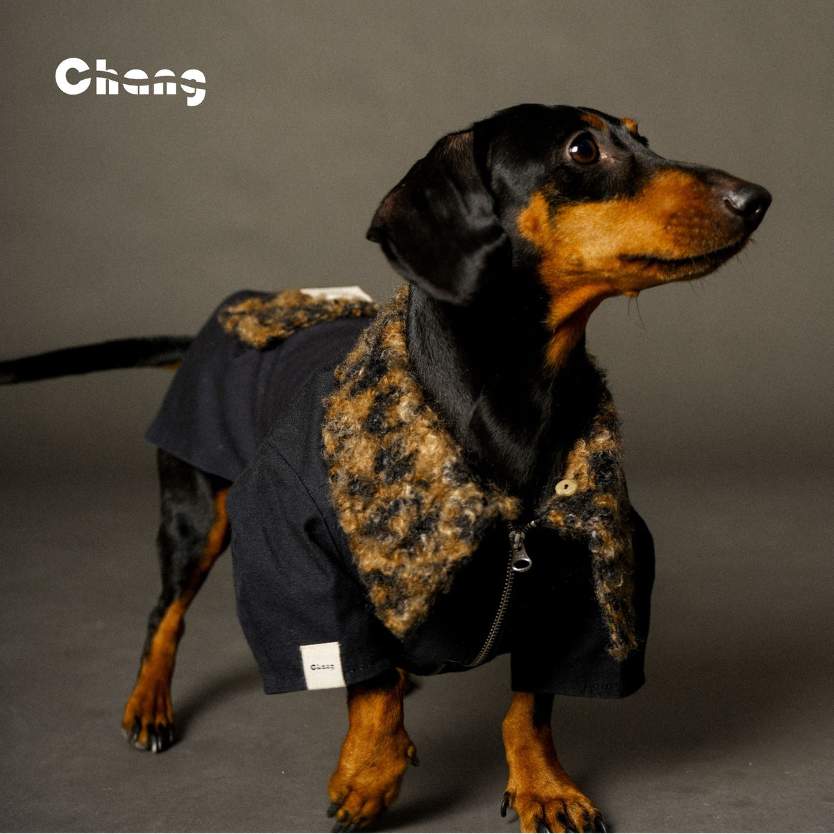Jungle Hunter | Dachshund COAT | Chang 2024AW