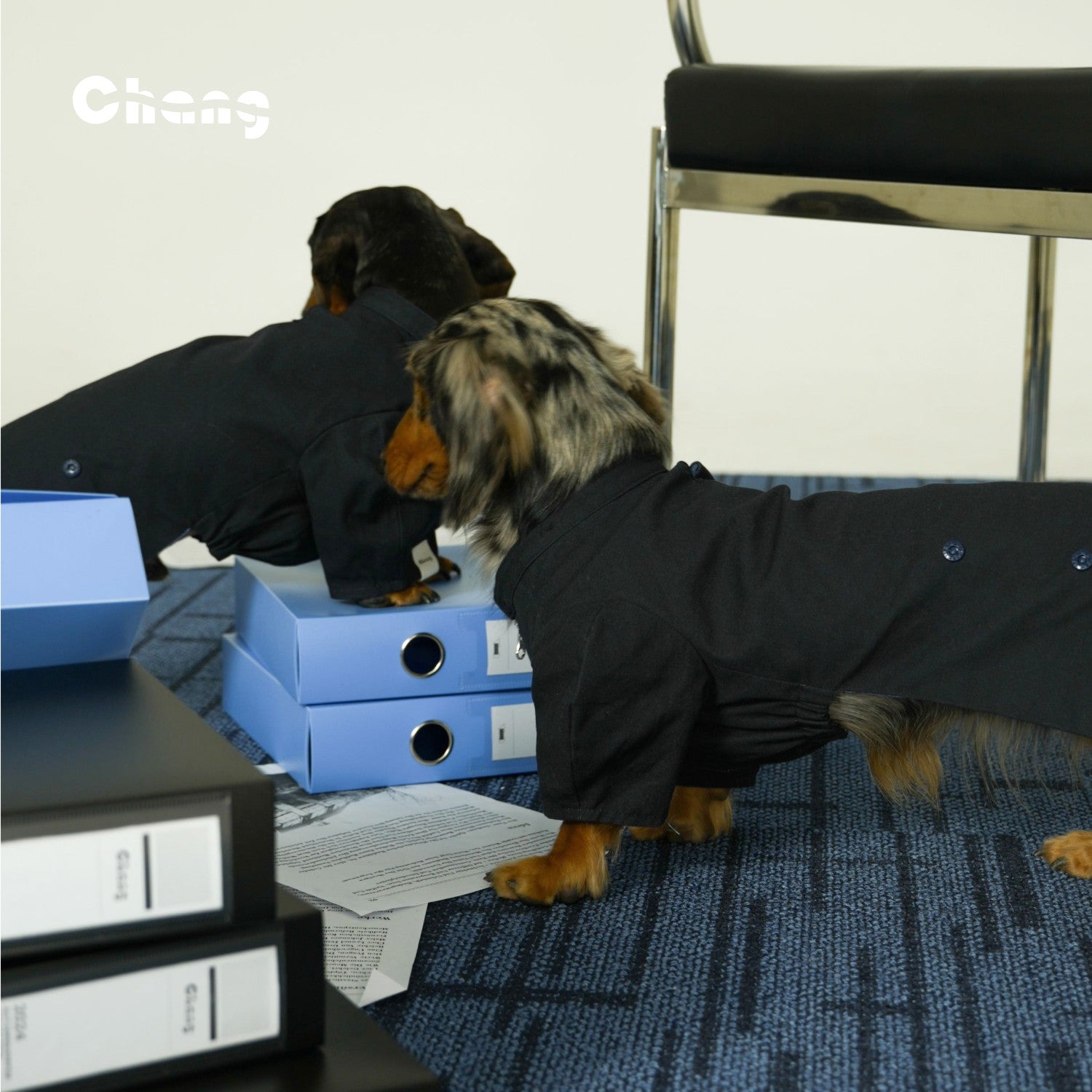 Narrative Jacket | Jacket for Dachshund | Chang 2024AW