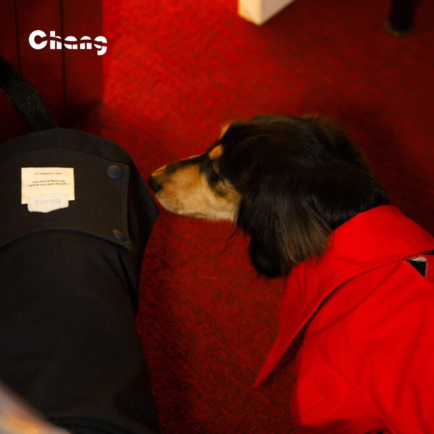 Champion Jacket |  Dachshund Jacket | Chang 2024AW