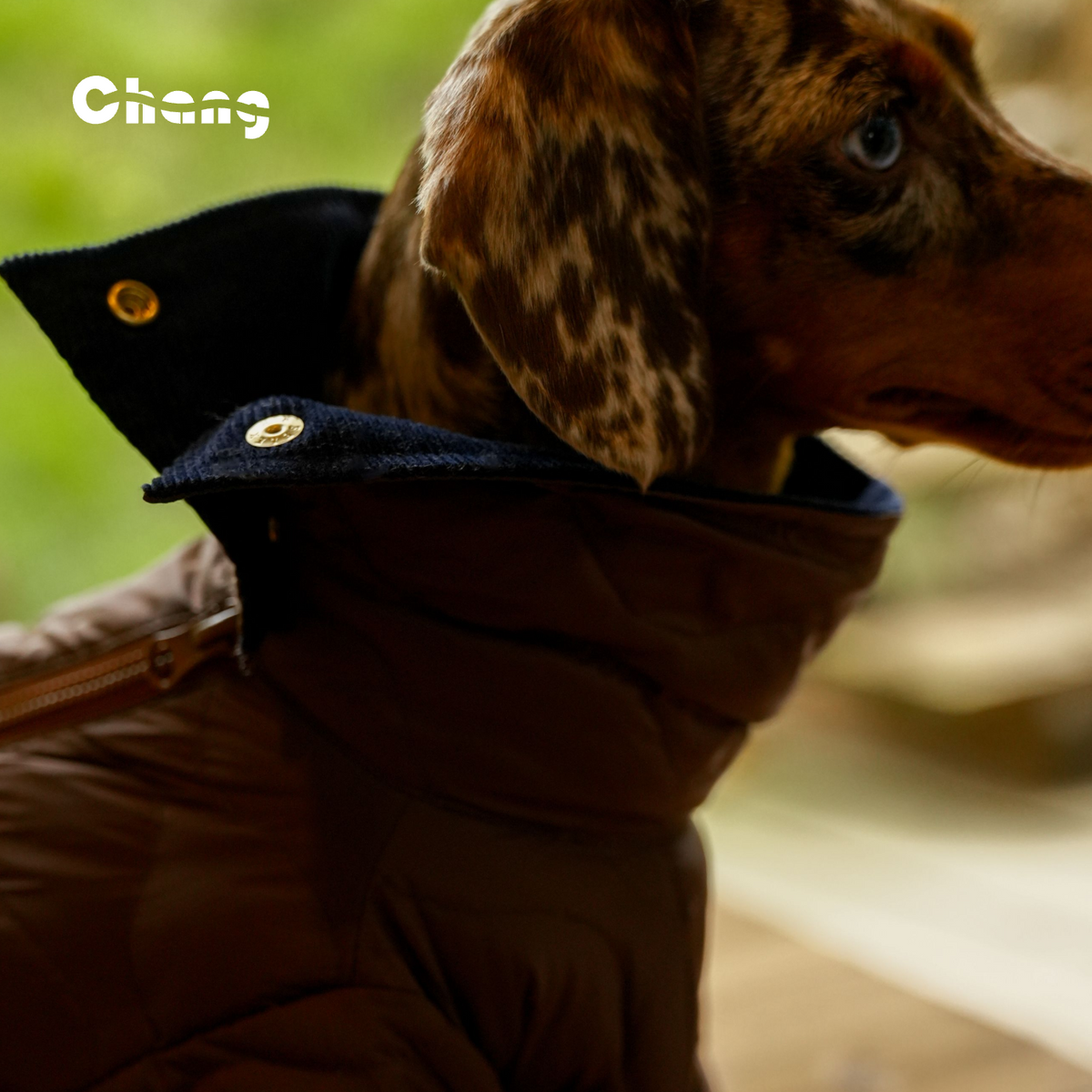 HEARTWOOD | Dachshund parka