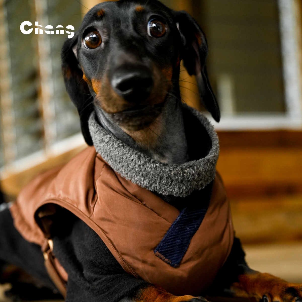 HEARTWOOD | Dachshund VEST