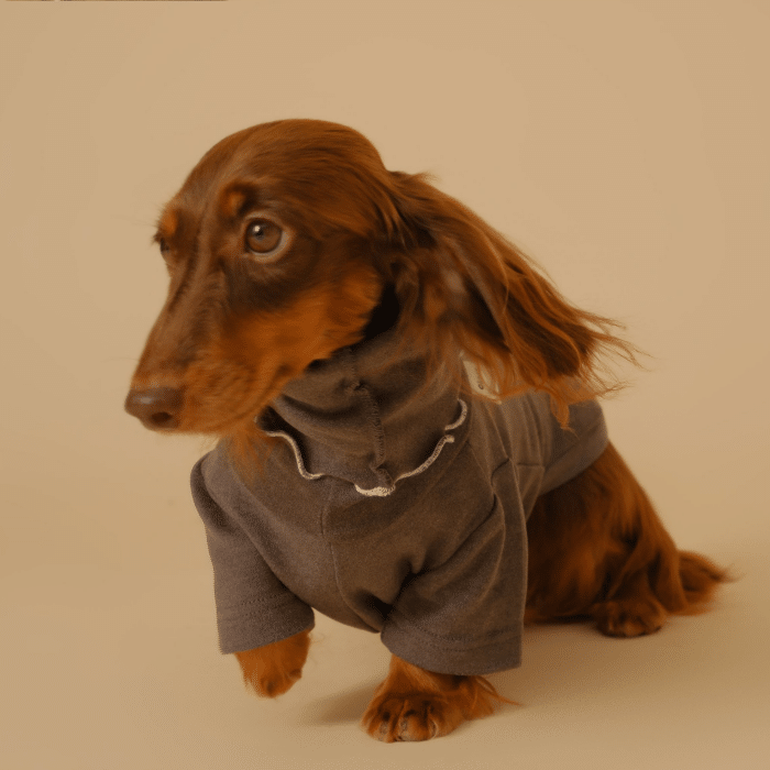 dachshund-base-layer