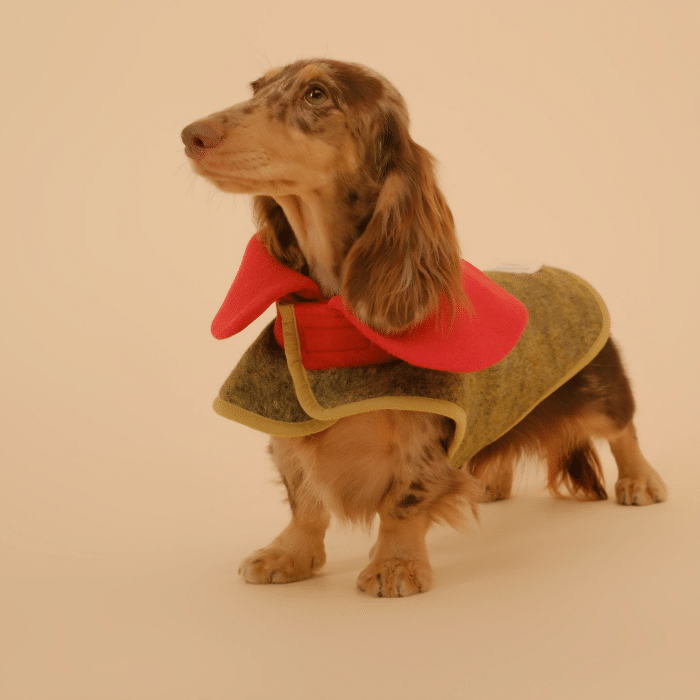 dachshund-coat