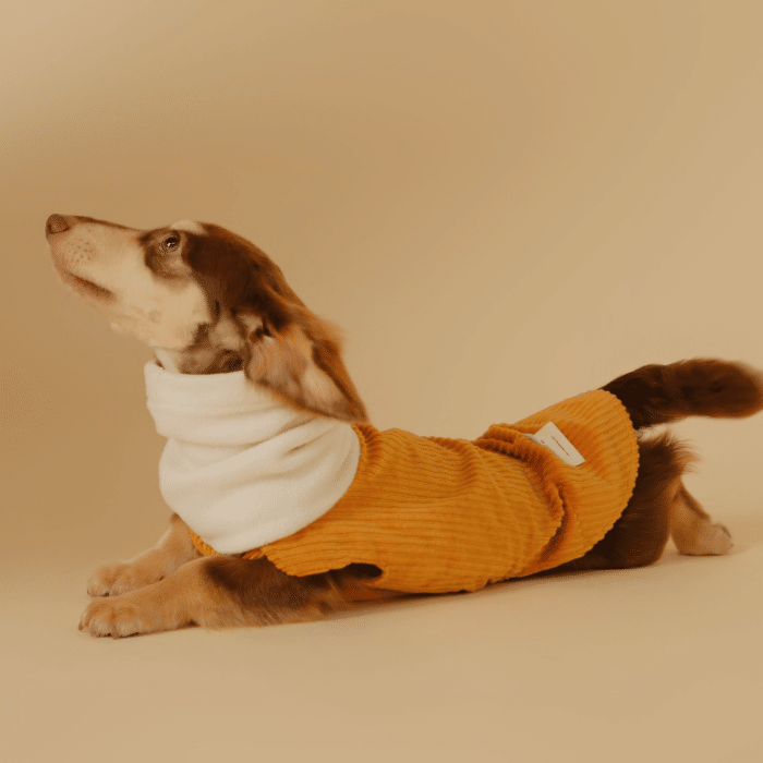 dachshund-hoodie