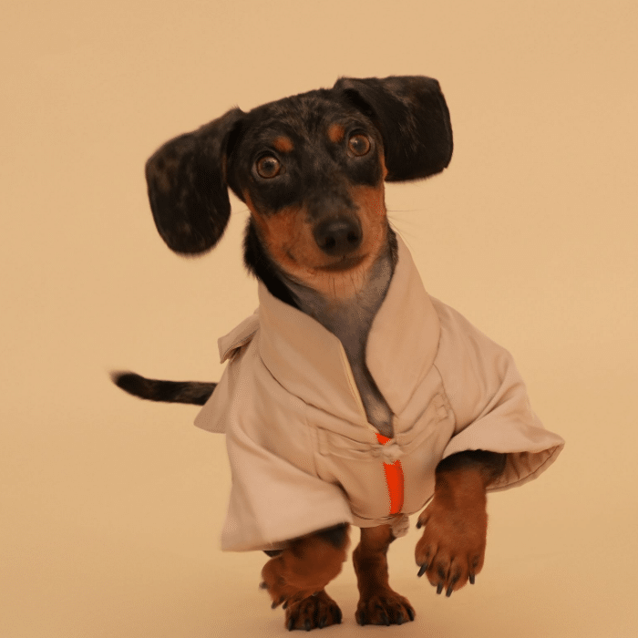 dachshund-jacket